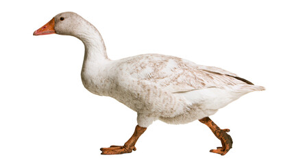 White goose with orange beak and legs walking © Maria