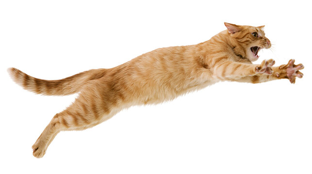 Orange tabby cat jumping with mouth open and paws extended