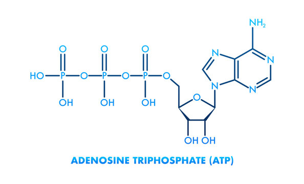 Adenosine triphosphate (ATP) molecule structure representing cellular energy