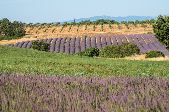 Fragrant Purple Blooming Lavender Growing in Fields on the Valensole Plateau, Provence, France