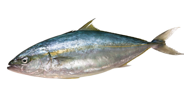 Yellowtail Amberjack fish with blue and silver scales