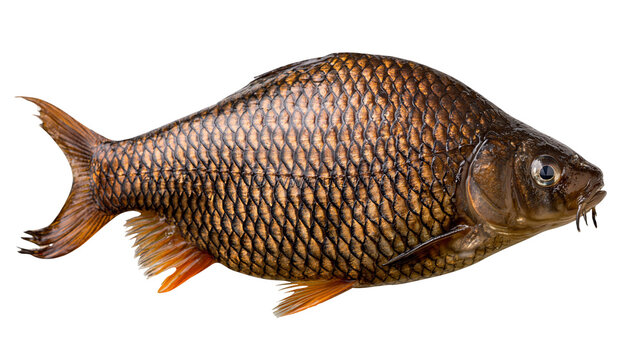 Brown carp fish with detailed scales and orange fins