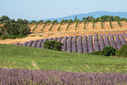 Fragrant Purple Blooming Lavender Growing in Fields on the Valensole Plateau, Provence, France