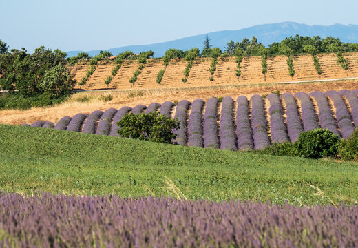 Fragrant Purple Blooming Lavender Growing in Fields on the Valensole Plateau, Provence, France