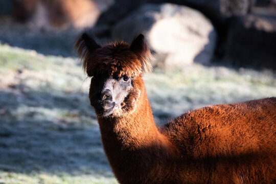 Brown Alpaca Grazing Sunlit Meadow Natural Habitat