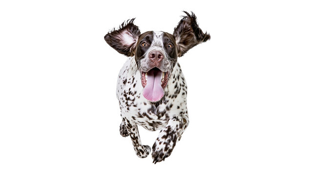 German Shorthaired Pointer dog running with ears flying