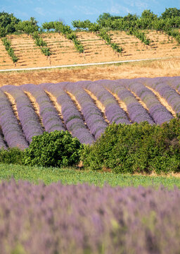 Fragrant Purple Blooming Lavender Growing in Fields on the Valensole Plateau, Provence, France