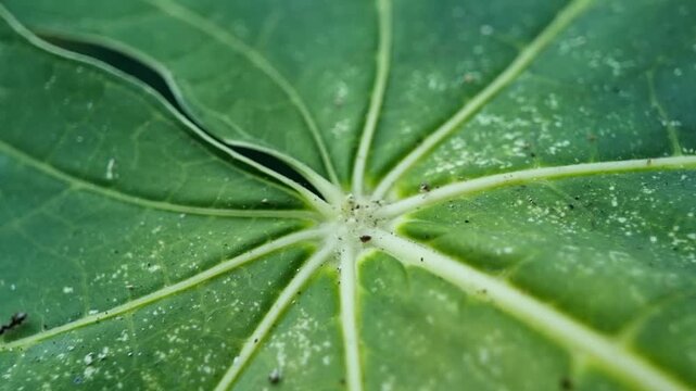 Macro close up shot of green papaya leaf showing detailed veins structure and small ants crawling on surface
