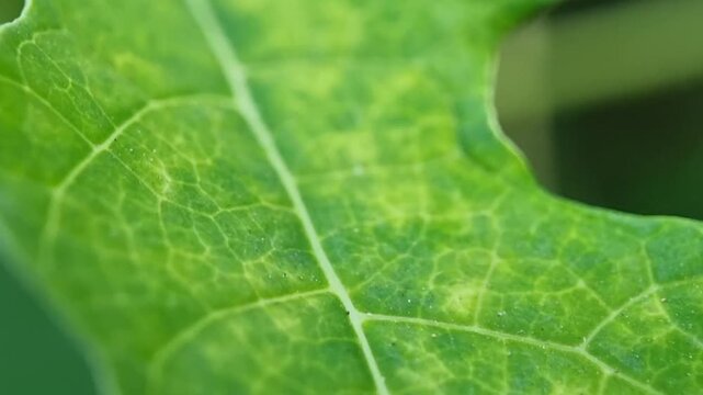 Macro close up shot of green leaf texture with yellowish mosaic pattern and detailed veins