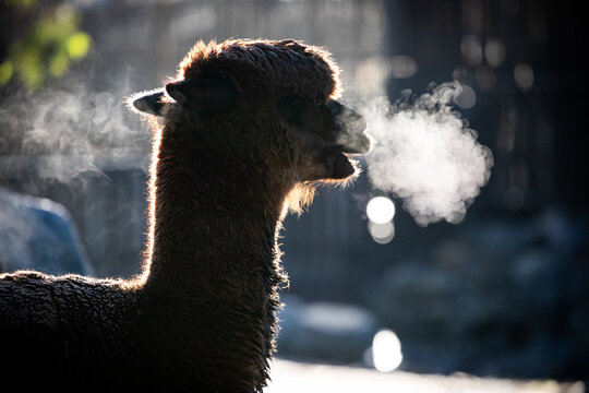 Silhouette Alpaca Exhaling Vapor Outdoors Nature