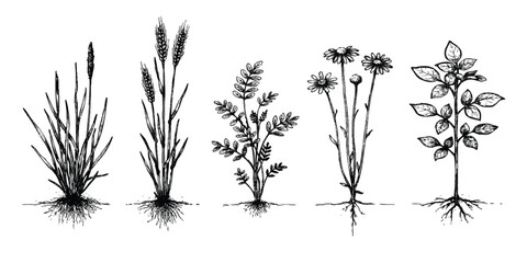 Set of hand drawn sketch plants with roots including wheat grass flowers and herbs for botanical design © mahedi