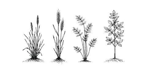 Set of hand drawn sketch illustrations of wild plants wheat grass and herbs for nature or agriculture design © mahedi
