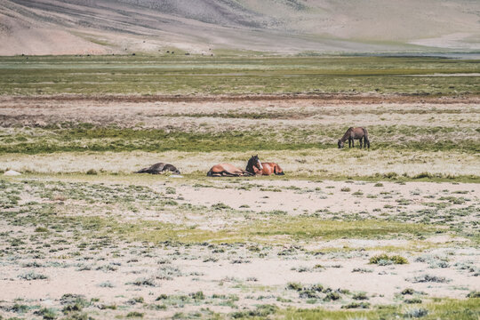 Horses grazing in a grassy mountain valley at sunset, against a backdrop of a mountain range with snow and glaciers, livestock grazing in the Pamir Mountains