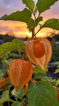 Close up of ripe physalis berries on the plant during a beautiful golden sunset.