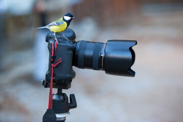 Great tit perched on a professional DSLR camera with telephoto lens outdoors. Curious wild bird resting on photography equipment with soft blurred background and copy space. © Serhii