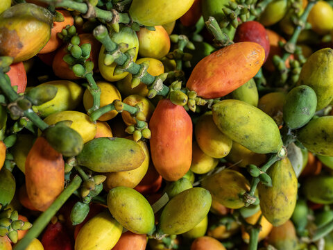 Gnetum gnemon is a organic plant native from Southeast Asia to the Western Pacific Islands.