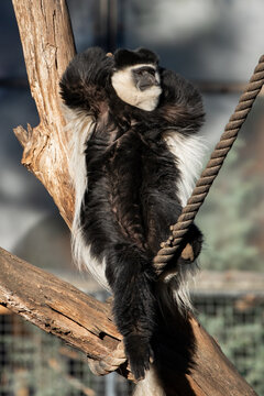 Colobus Monkey Relaxing Tree Branch Rope