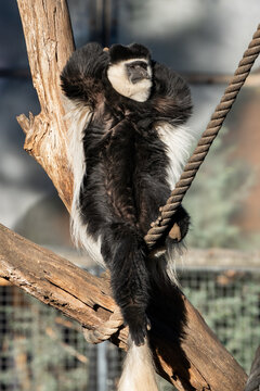Colobus Monkey Relaxing On Tree Branch Rope