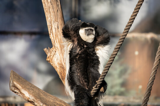 Relaxed Colobus Monkey Resting Tree Branch