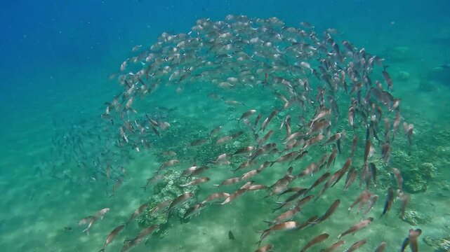 School of bigeye trevally (Caranx sexfasciatus) swimming in a swirling pattern over a coral reef in the clear blue sea. Dauin, Philippines