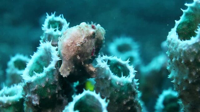 4K macro footage of a camouflaged frogfish hiding inside a sponge in Raja Ampat, Indonesia. Rare underwater predator captured while scuba diving.