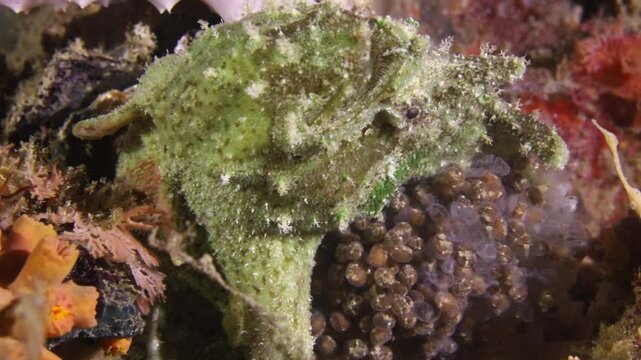 Rare macro footage of a giant frogfish carrying eggs on a tropical reef. Unique underwater wildlife behavior captured while scuba diving in Raja ampat