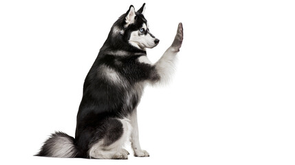 Siberian Husky dog sitting and raising its paw © Natalia