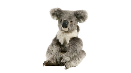 Fluffy grey koala teddy bear sitting © Natalia