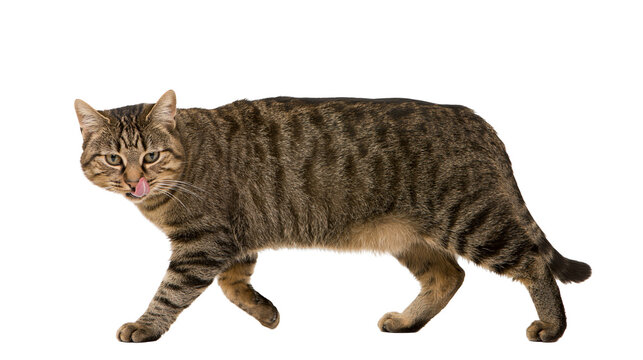 Tabby cat walking with tongue out licking lips