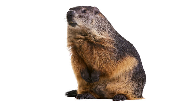 Groundhog sitting upright with fur detail