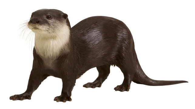 Brown otter with white throat standing on white
