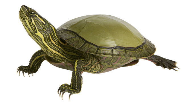 Green turtle with yellow stripes on neck and legs