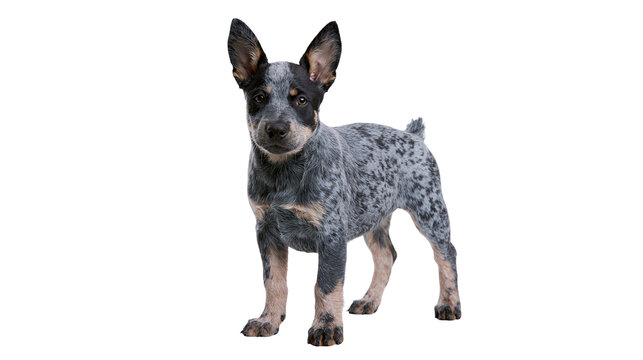 Australian Cattle Dog puppy standing, speckled blue merle coat