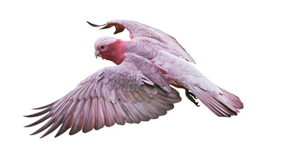 Pink Galah cockatoo bird in flight with wings spread © Natalia