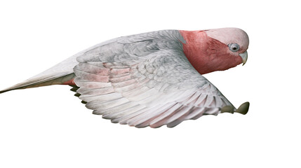 Pink and grey galah cockatoo bird in flight © Natalia