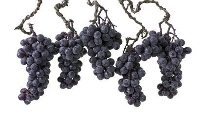 Dark purple grapes hanging from twisted vines © Natalia