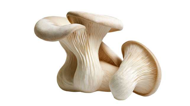 Oyster mushrooms with delicate gills and curved caps