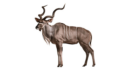 Greater Kudu male antelope with spiraling horns and white stripes © Natalia