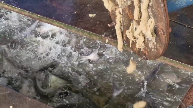 Fish Feeding Machine Dispensing homemade fish feed to Pangasius Catfish at Aquaculture Farm , high frame rate 