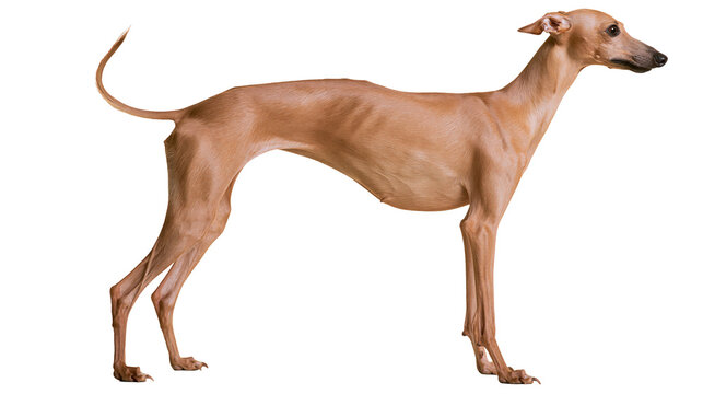 Slender Italian Greyhound dog standing profile view
