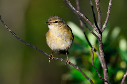 Iberian chiffchaff // Iberienzilpzalp (Phylloscopus ibericus) - Algarve, Portugal