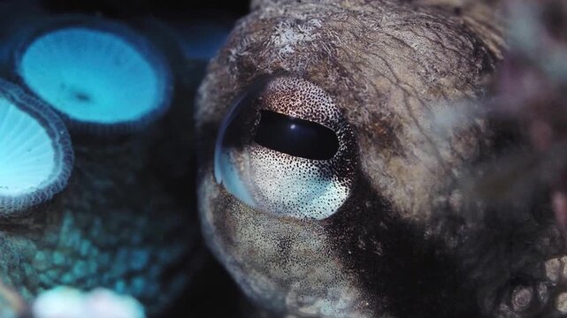 Extreme close-up of a common octopus eye looking around, showing its rectangular pupil and skin texture