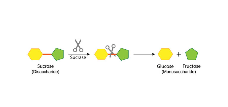 Sucrose digestion. Carbohydrates Digestion. Sucrase Enzymes catalyze disaccharide sucrose molecule to glucose and fructose. Glucose Sugar Formation. Scientific Diagram. Vector Illustration.