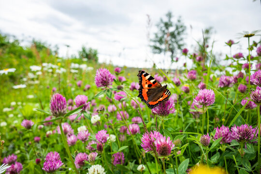 Roter Klee in einer wildblumenwiese