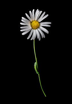Margeritenbl&uuml;te isoliert auf schwarzem Hintergrund