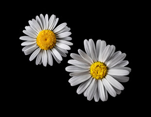 Margeritenblüte isoliert auf schwarzem Hintergrund © by-studio