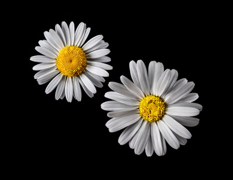 Margeritenbl&uuml;te isoliert auf schwarzem Hintergrund