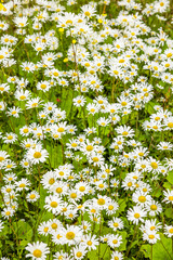 Blühende Margeriten i neiner Blumenwiese im Sommer © by-studio
