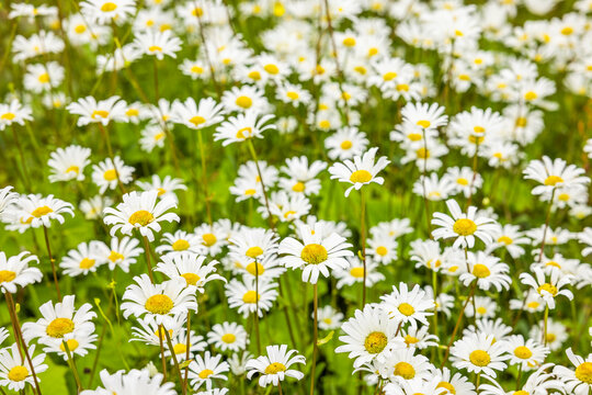 Bl&uuml;hende Margeriten i neiner Blumenwiese im Sommer