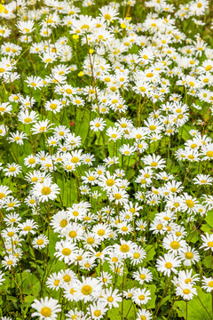 Bl&uuml;hende Margeriten i neiner Blumenwiese im Sommer
